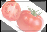 스테비아 토마토 재배법