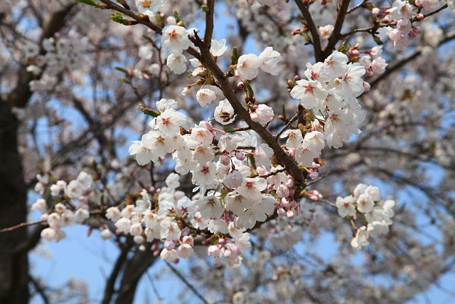 🌸 2025년 벚꽃 명소 추천! (사진 맛집📸)