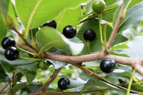  [감태나무 Lindera glauca BLUME] 효능