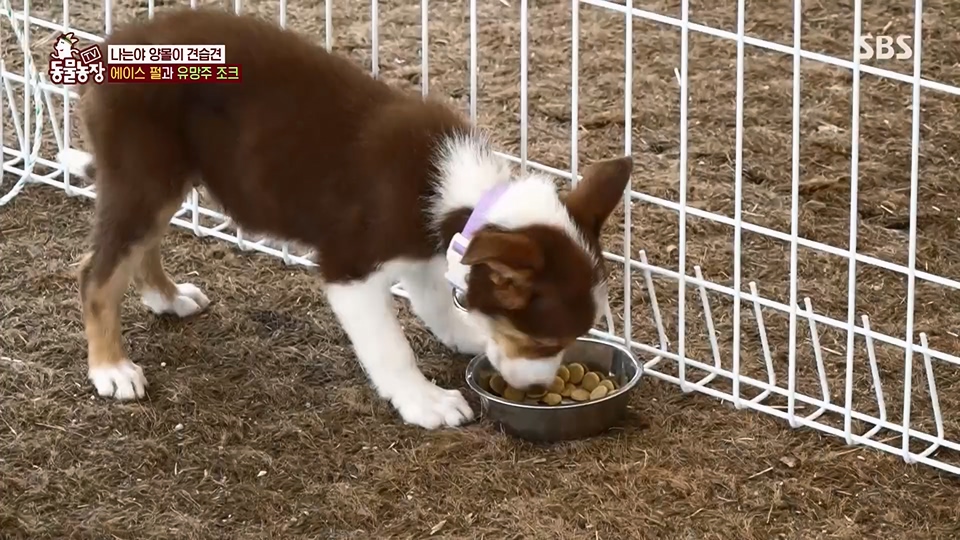 TV 동물농장.E1125.230618p.H264-F1RST.mp4_20230618_192102.704.jpg