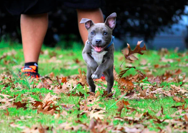 핏불테리어 성격 아메리칸 핏불 테리어 1편...기본 정보 포토 성격 19