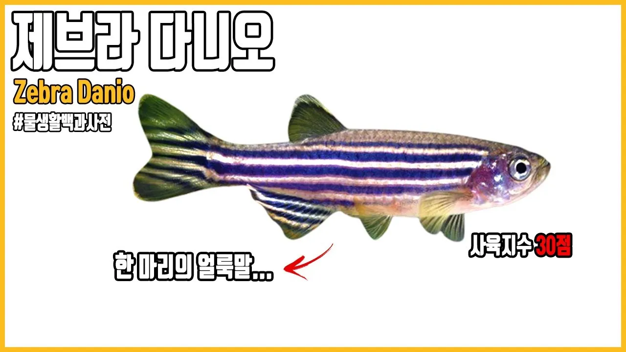 제브라다니오 키우기 출산징후 수명 물갈이법 먹이 횟수 물온도_8