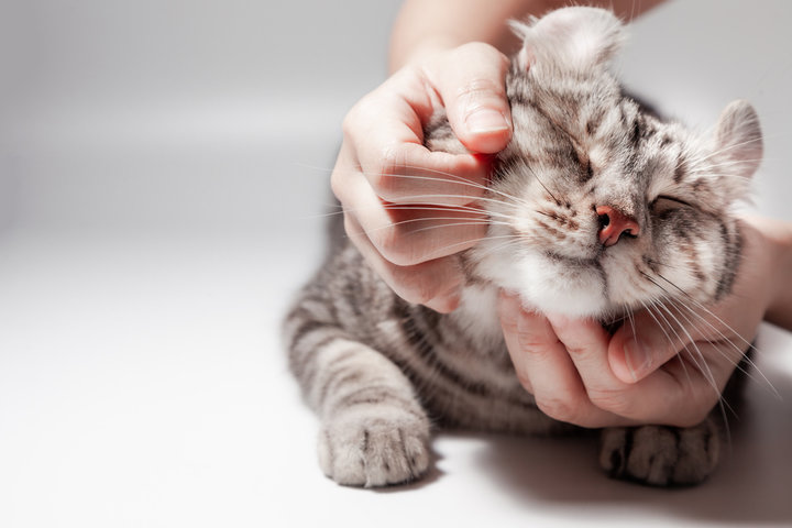 고양이 꿈 해몽 풀이 100가지 총 정리 