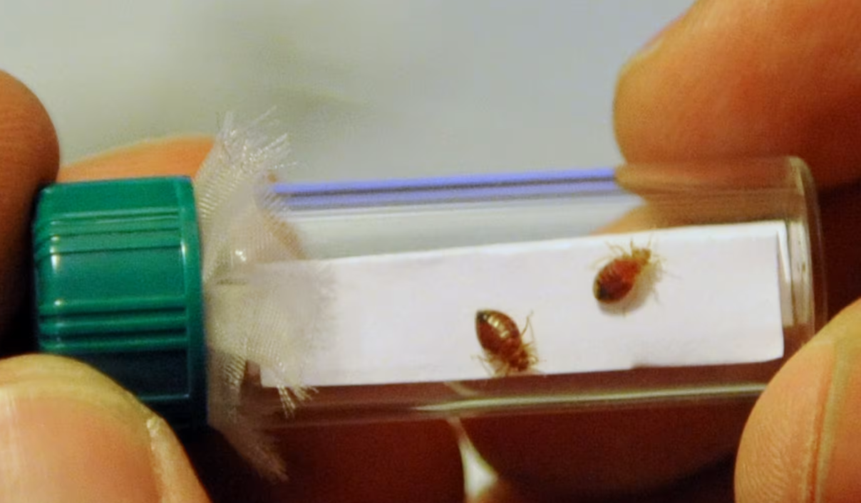 South Korea Joins Global Battle Against Bedbug Infestations