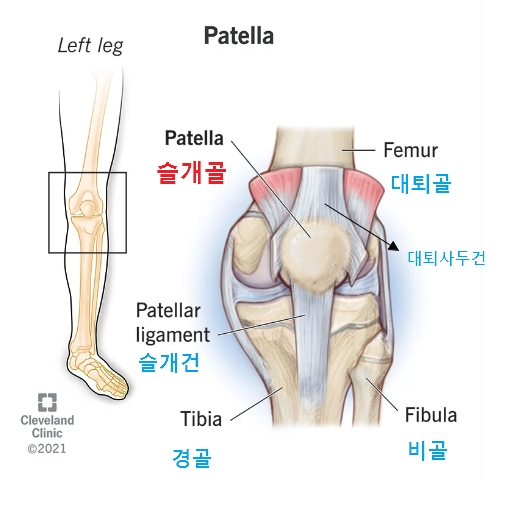 슬개골의 해부학적 구조 사진