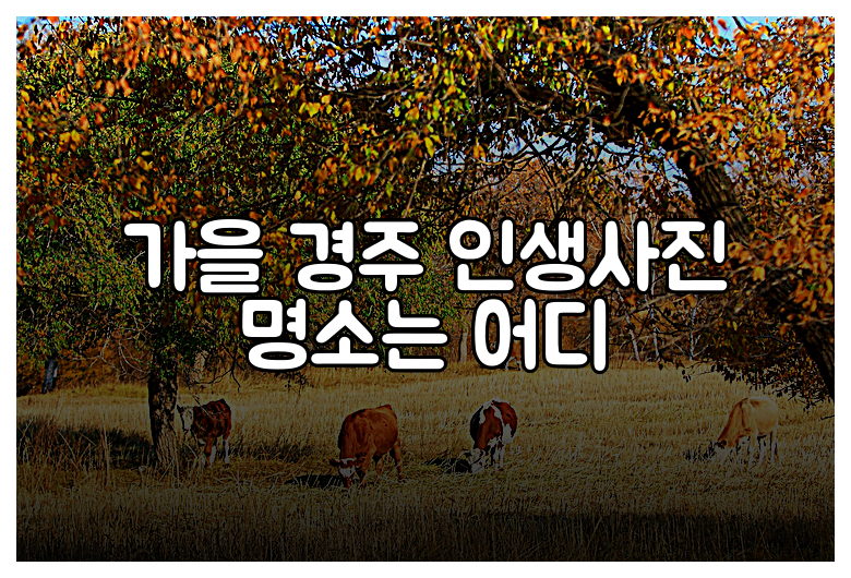 가을 경주 인생사진 명소는 어디