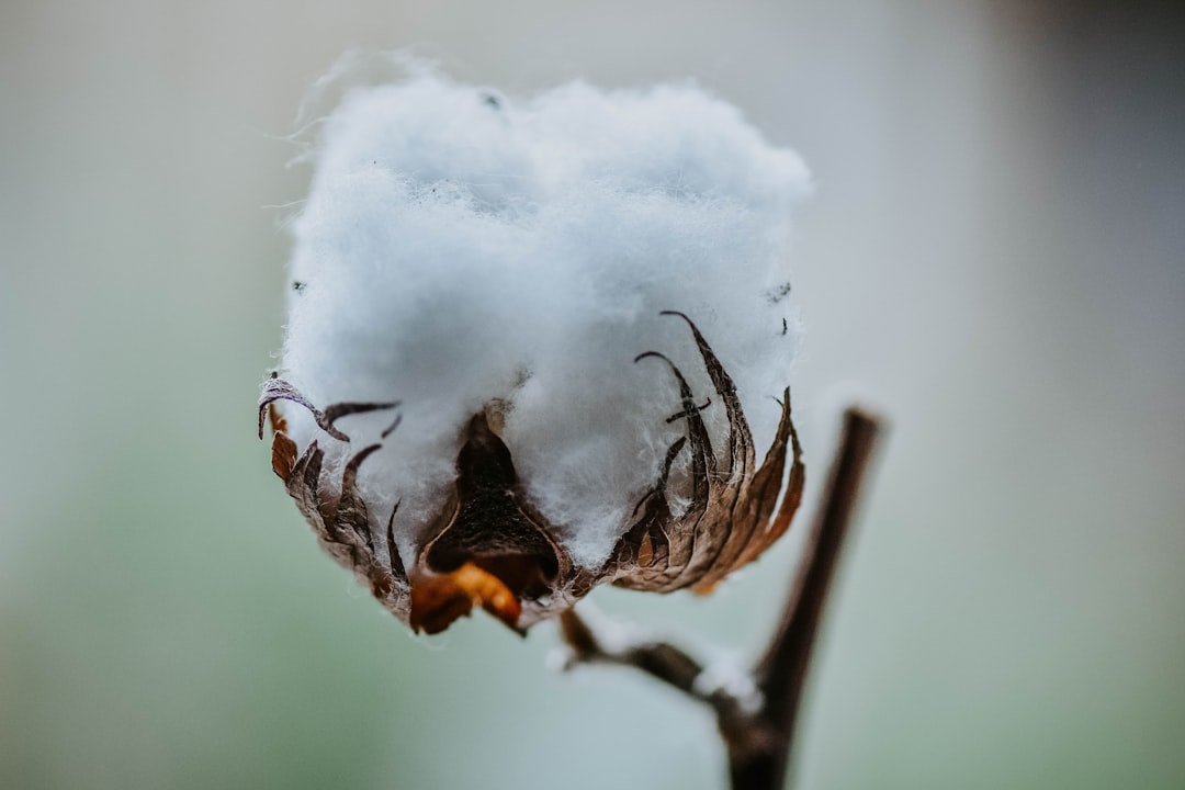Cotton