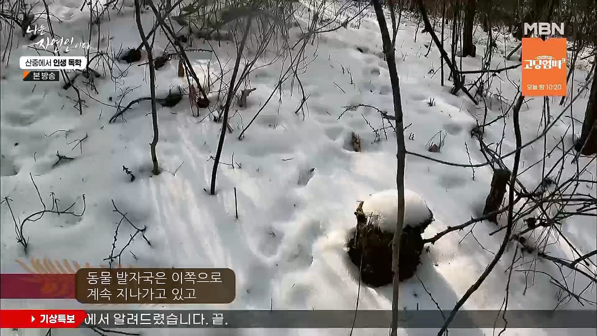 나는 자연인이다.E539.230201p.H264-F1RST.mp4_20230204_181735.951.jpg