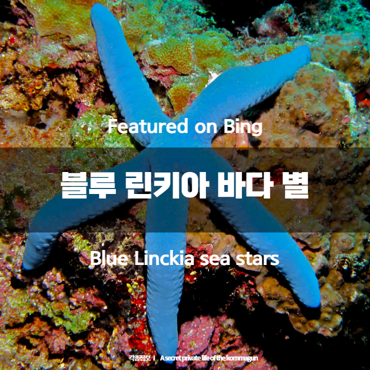  Featured on Bing - 블루 린키아 바다 별 Blue Linckia sea stars
