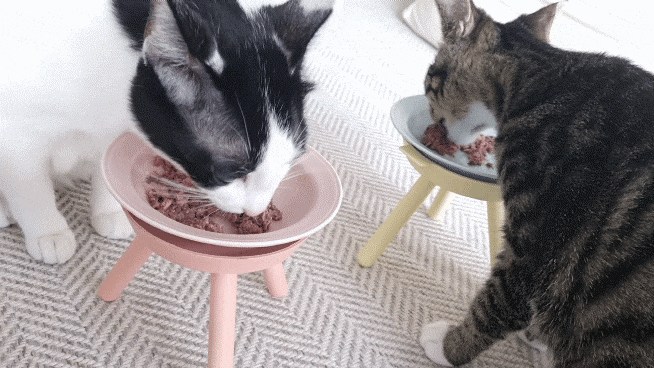 구냥이 고양이캔으로 네 건강관리해요 7