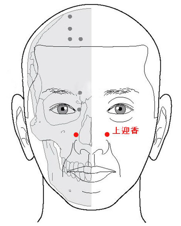 경외기혈(EX) > EX-HN8 상영향 (上迎香) 1