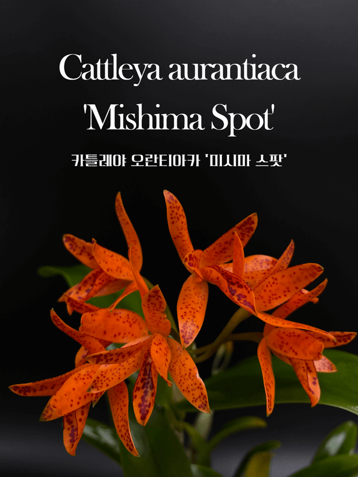 Cattleya aurantiaca &quot;Mishima Spot&quot; 썸네일