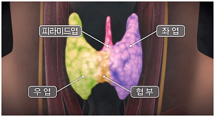 갑상선의구조