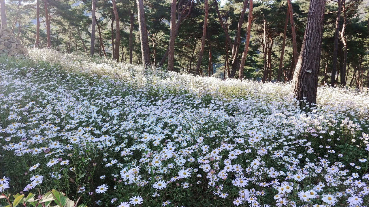 구절초축제