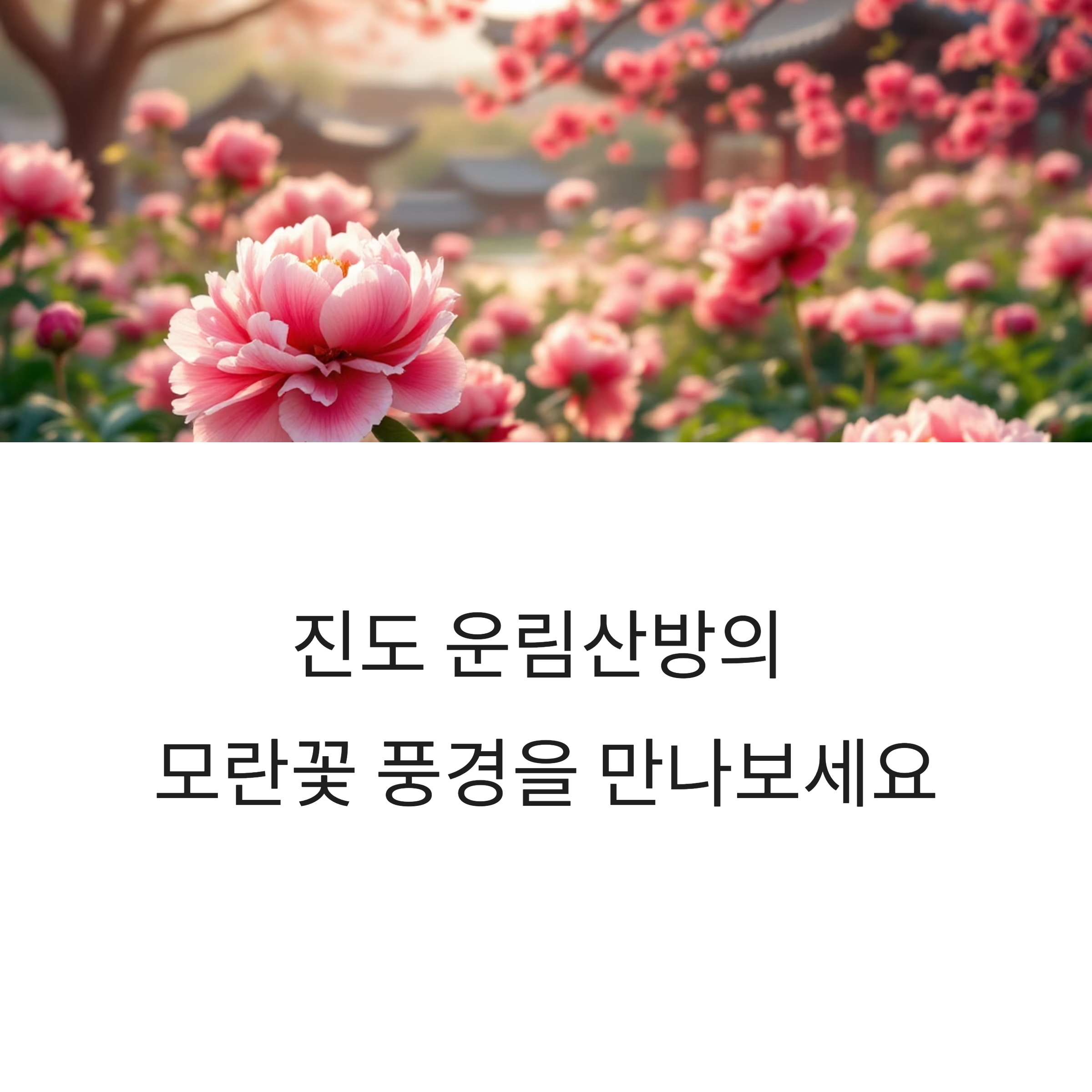운림산방 예술정원에서 만나는 진도의 모란꽃 풍경
