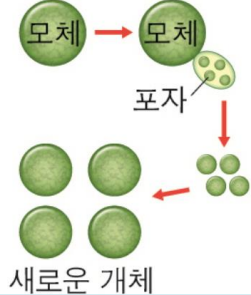 포자생식