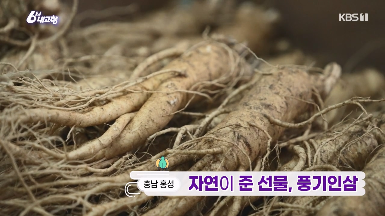 6시 내고향.E7888.230926p-NEXT.mp4_20230926_211124.577.jpg