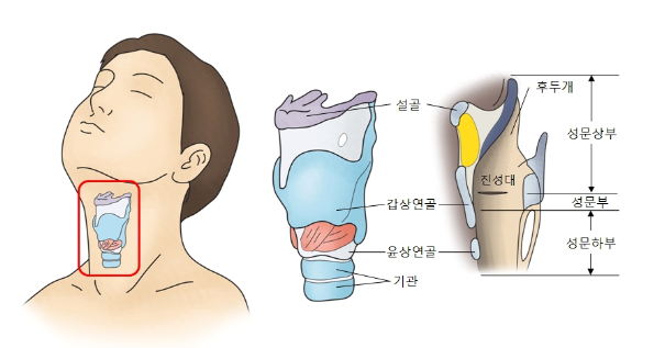  후두암,편도암 증상/원인/치료법
