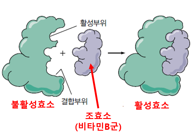 비타민B군의 보조효소 역할