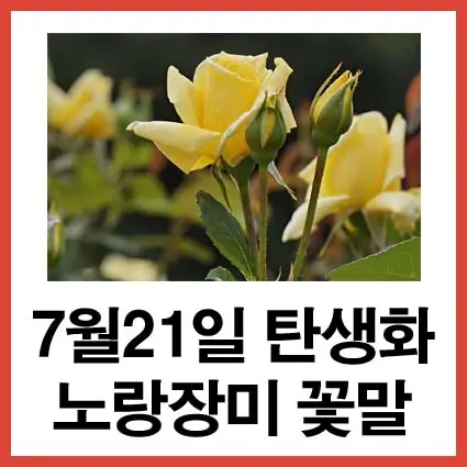 7월-21일-탄생화-노랑장미-꽃말