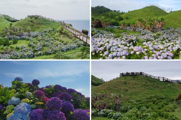 제주도 송악산 수국꽃