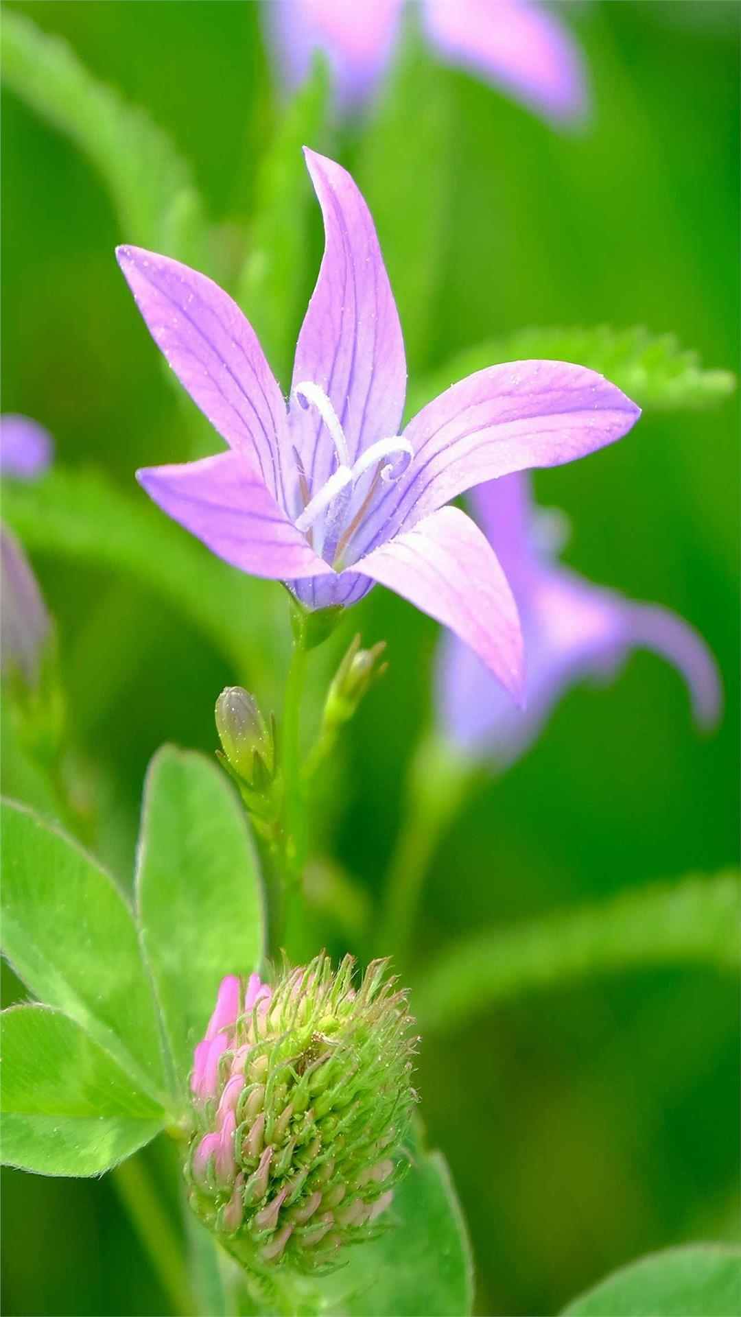 Bellflower Flower iPhone Wallpaper