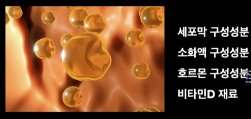 콜레스테롤의 순기능 및 콜레스테롤 치료약 
