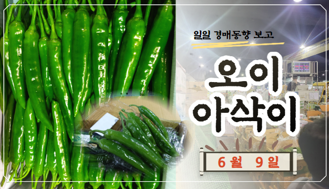  [경매사 일일보고] 6월 9일자 가락시장 오이아삭이 경매동향을 살펴보겠습니다!