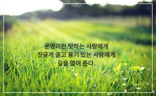 이슬 멪힌 잔디를 비추는 햇빛
