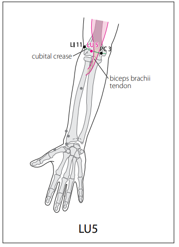수태음폐경 (LU) > LU5 척택 (尺澤) 1