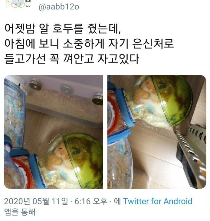  햄스터에게 알호두를 줬는데ㅜㅜㅜ