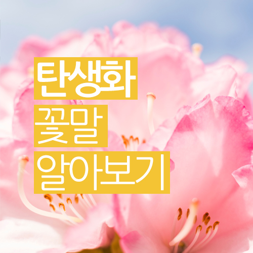 일별 월별 탄생화 / 1월~12월까지 꽃말을 알아 보겠습니다.