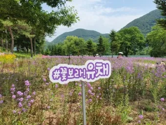 2025 봄꽃페스타 아침고요수목원에서 만나는 봄의 향연 완벽 체험기_13