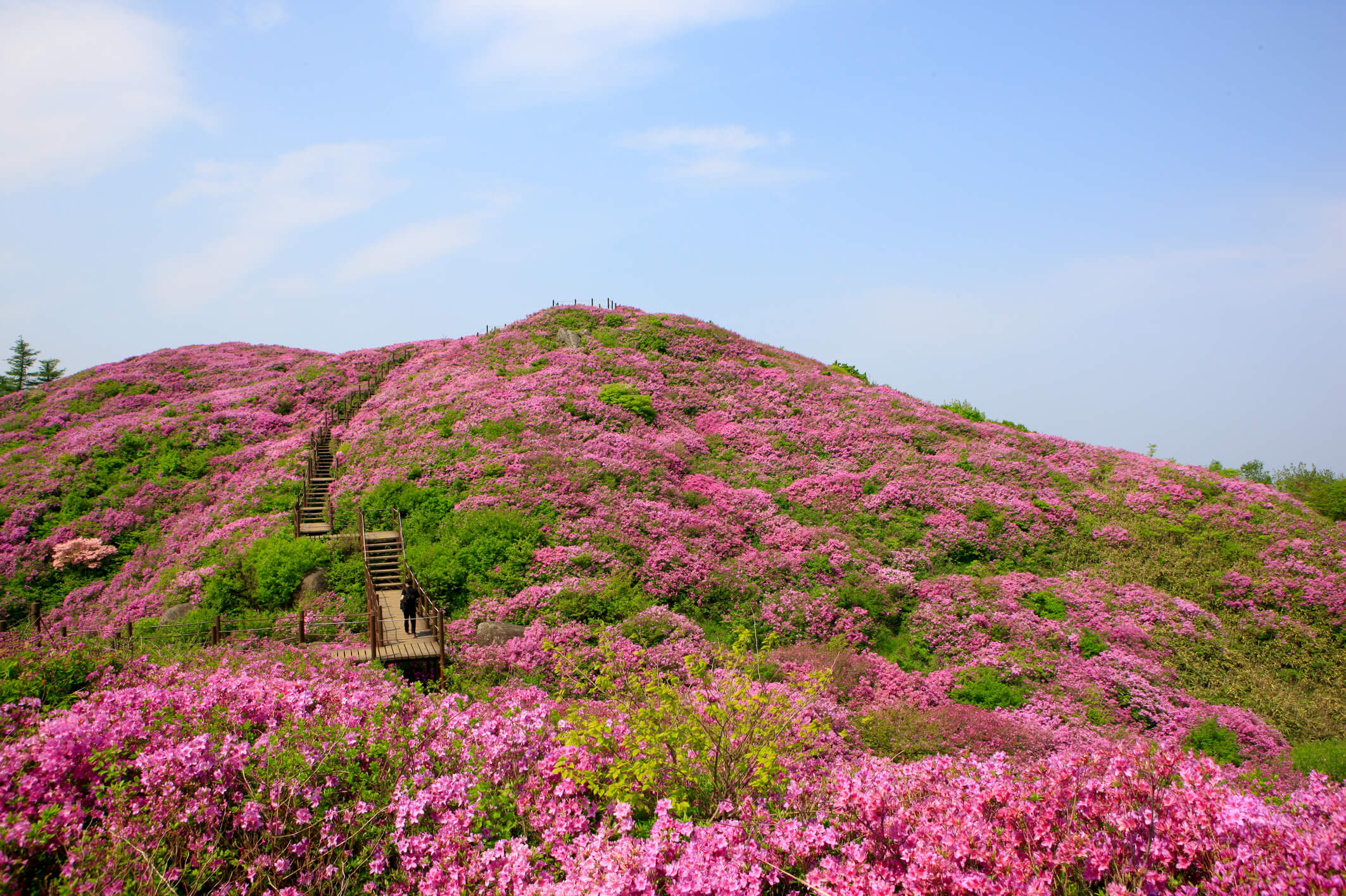 바래봉철쭉군락지