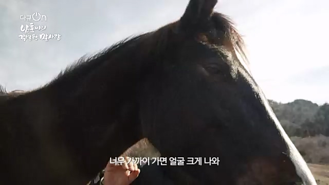 [189회] 다큐온 - KBS남훈 씨의 각별한 말 사랑] 연평균 1400여 마리의 경주마들이 경마장을 떠나 퇴역 경주마가 된다.ts_20230330_211144.119.jpg