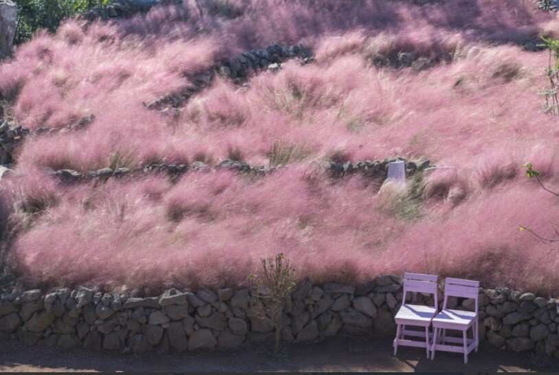 핑크뮬리밭과 핑크색의자두개