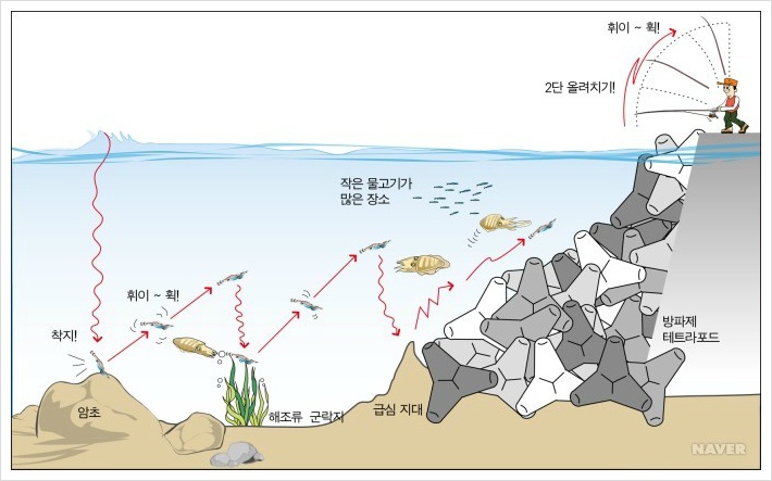 무늬오징어 낚시 채비, 시즌, 낚시철, 주요 포인트 무늬오징어 낚시 채비, 시즌, 낚시철, 주요 포인트