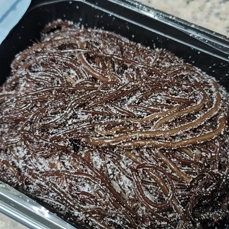 해초과메기 이미지