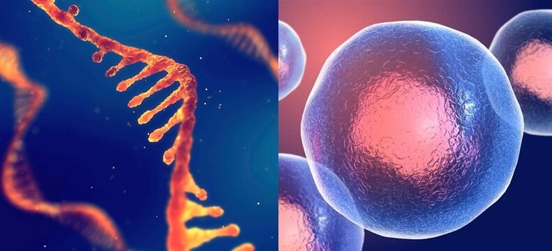 세포에서-DNA와-RNA를-거쳐-단백질이-생성된-이미지-mRNA-백신의-작용-원리를-요약한-이미지