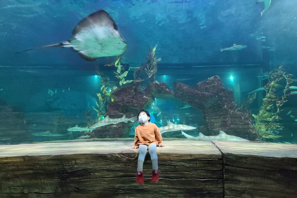 부천 아쿠아리움 부천 아쿠아리움먹이주기 체험 36