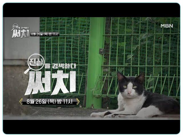 써치-8년간-천여마리-죽인-대전-신탄진-고양이-살해남