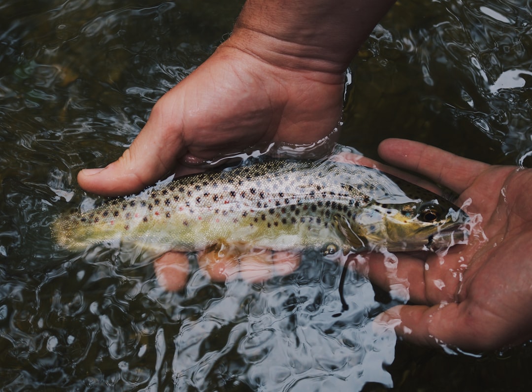 Trout