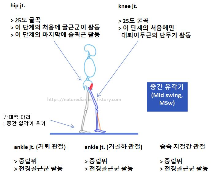 중간 유각기(MSw); 보행주기의 75~87% 각 관절에서의 근육&#44; 관절 움직임 활동