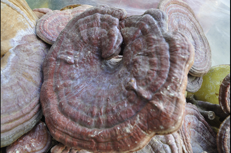 영지버섯 효능 및 부작용 3