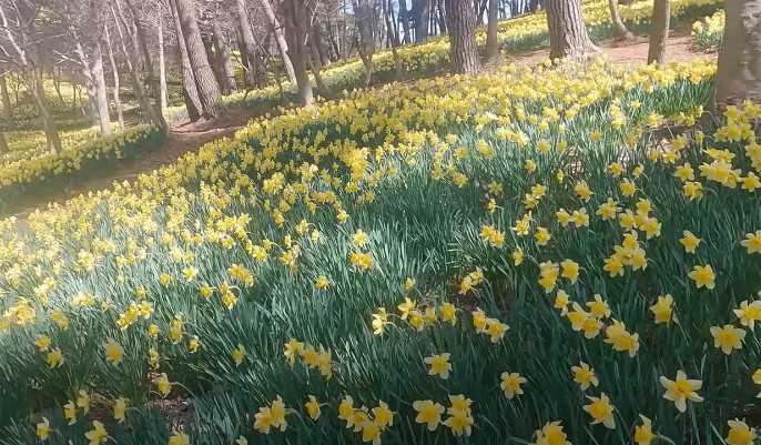 3월 4월 봄꽃 여행지 추천 - 서산 유기방가옥 수선화