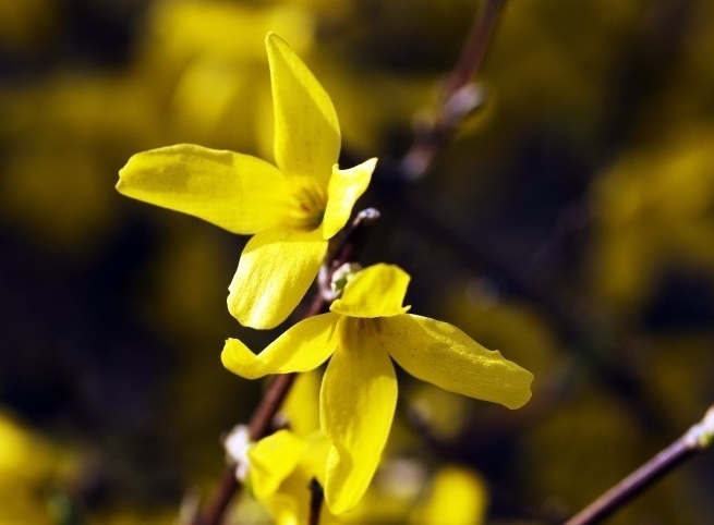  노랭이 "개나리"[Korean Forsythia]