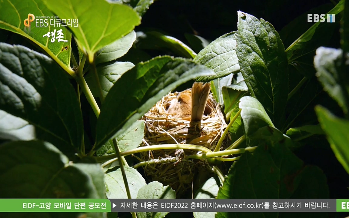 생존 3부_ EBS 다큐프라임_ 220629.avi_20220701_210751.525.jpg