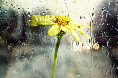 빗물 흫허내리는 창문에서 바라 본 노란색 꽃 한 송이