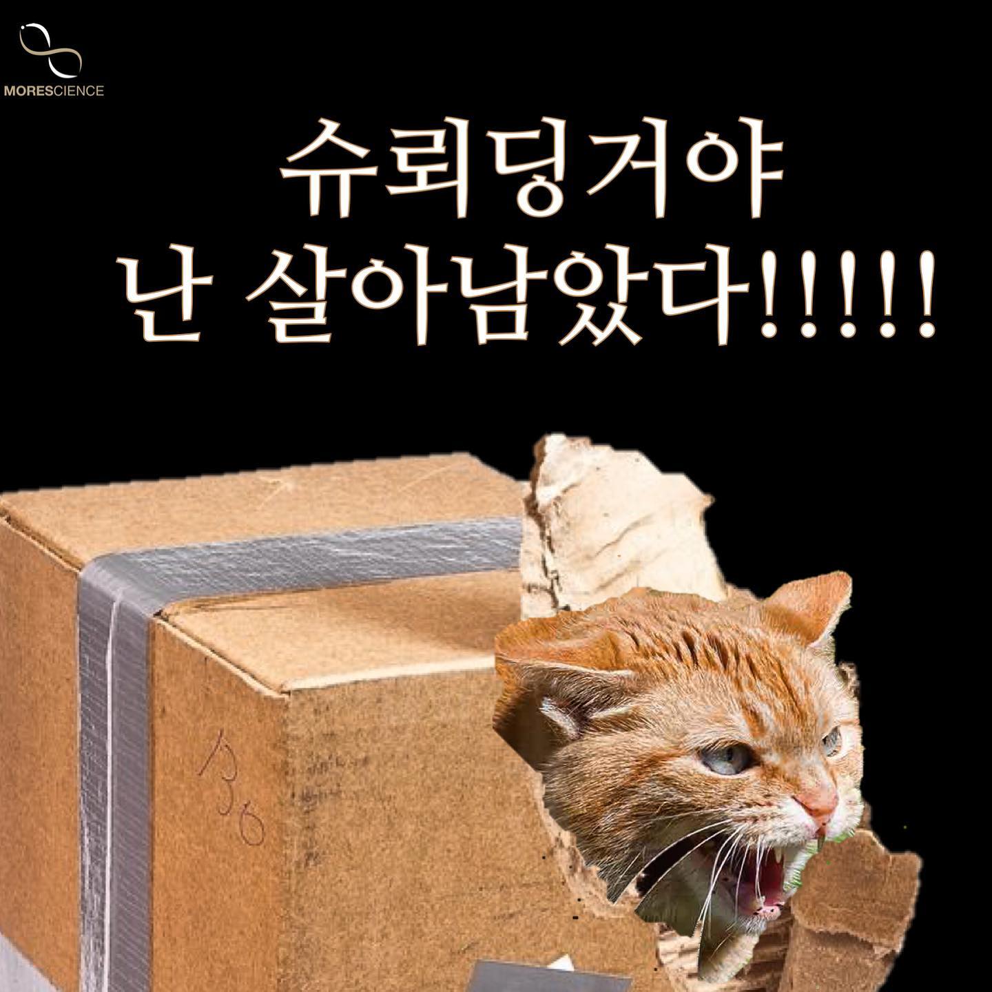 슈뢰딩거의 고양이