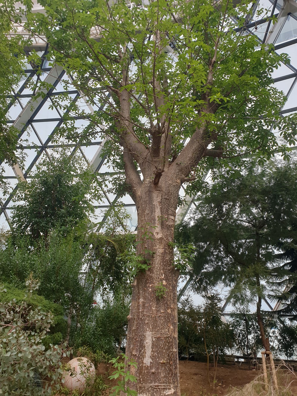 바오밥나무